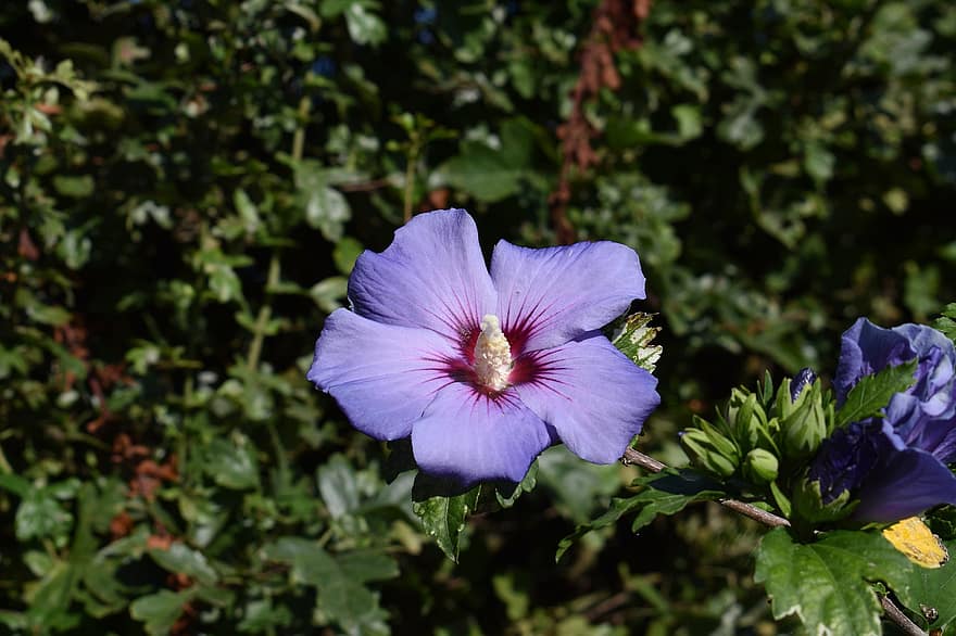 gėlė, Hibiscus, violetinė, žiedlapis, krūmas, lapai