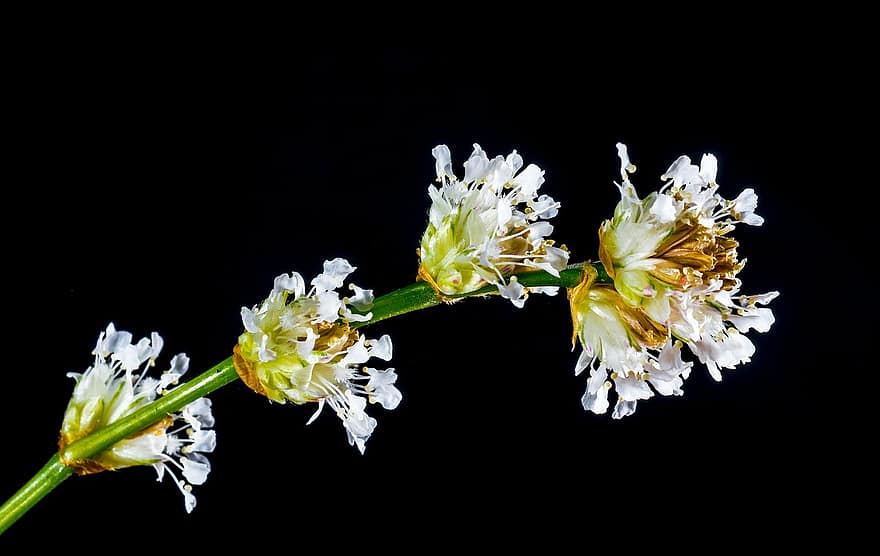 bunga kecil, bunga liar, putih, mekar, berkembang, blueme