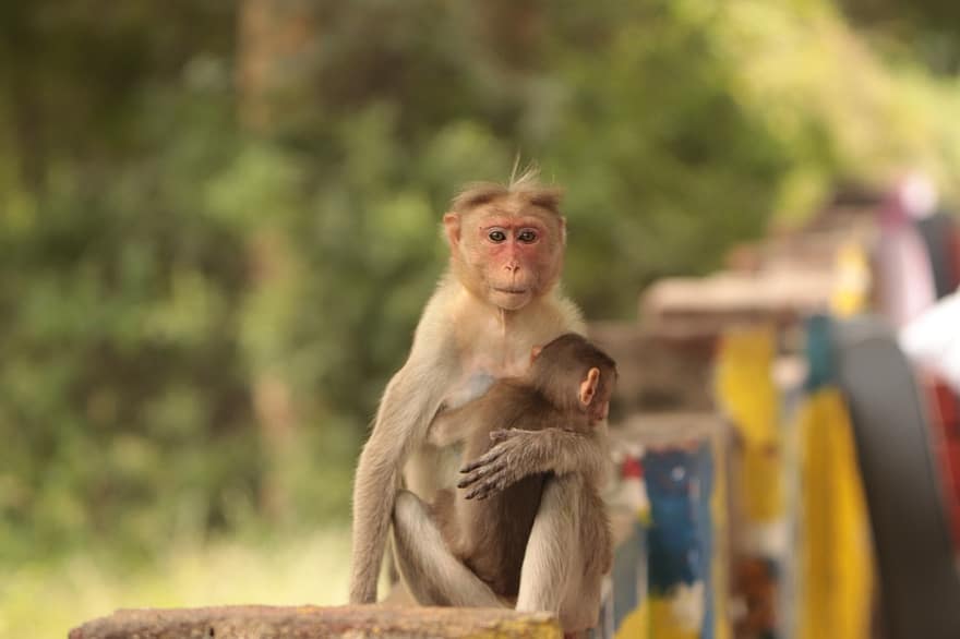 maymunlar, primatlar, yaban hayatı, doğa