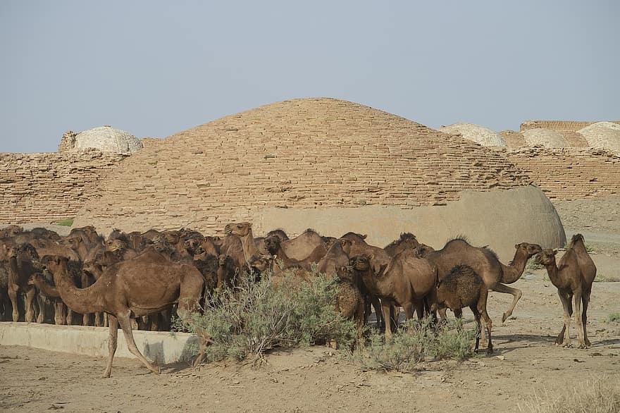 животно, камила, бозайник, пустинен, национален парк кавир, вид, африка, култури, пясък, пътуване, известното място