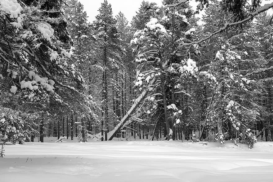 Bos, winter, sneeuw, bomen, landschap, natuur, koude, besneeuwd, bossen, boom, seizoen