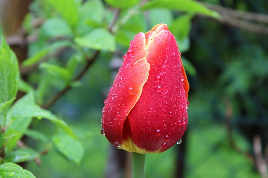 tulipan, kwiat, rosa, mokro, krople rosy, krople deszczu, czerwony tulipan, czerwony kwiat, płatki, początek wiosny, wiosna
