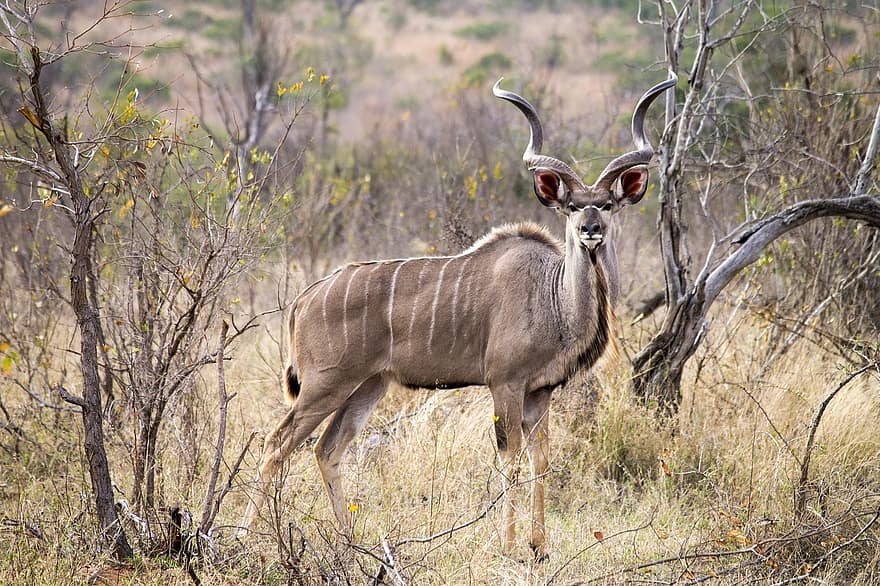 sorteper, kudu, dyr, horn, pattedyr, natur, Afrika