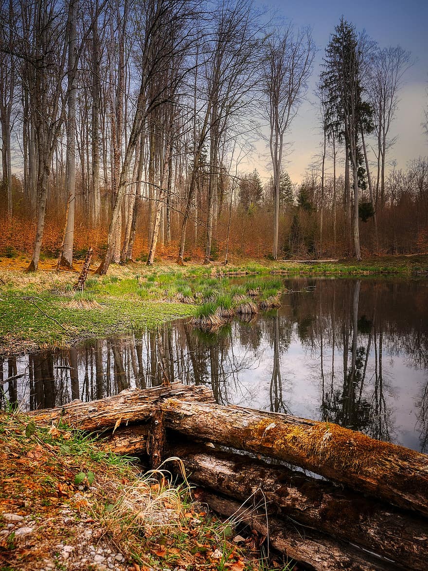Pond, Nature, Outdoors, Trees, Wilderness, Woods, Waldsee, forest, tree, autumn, landscape