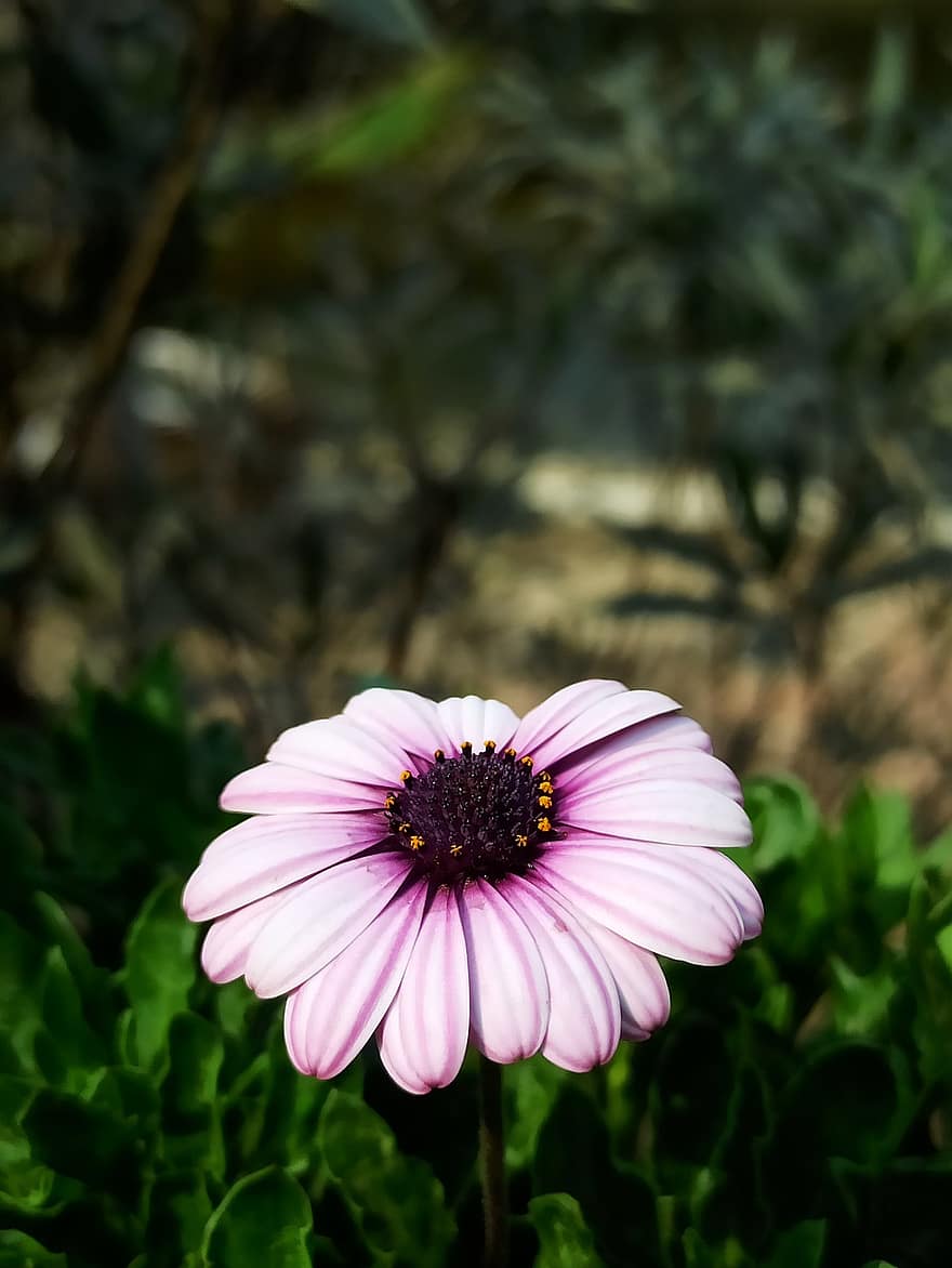Cape Marguerite, Flower, Plant, Petals, Daisy, Bloom, Blossom, Flora, Garden, Nature, Closeup