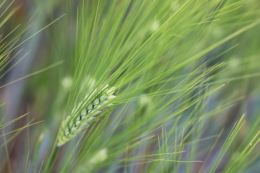 Barley Ear, Barley Field, Grain, Grain Field, Harvest, Nature, plant, close-up, backgrounds, summer, green color