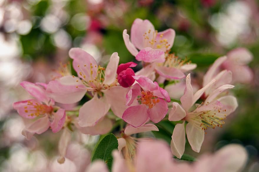 Asiatisk æble, blomster, plante, malus spectabilis, lyserøde blomster, kronblade, flor, flora, forår, natur