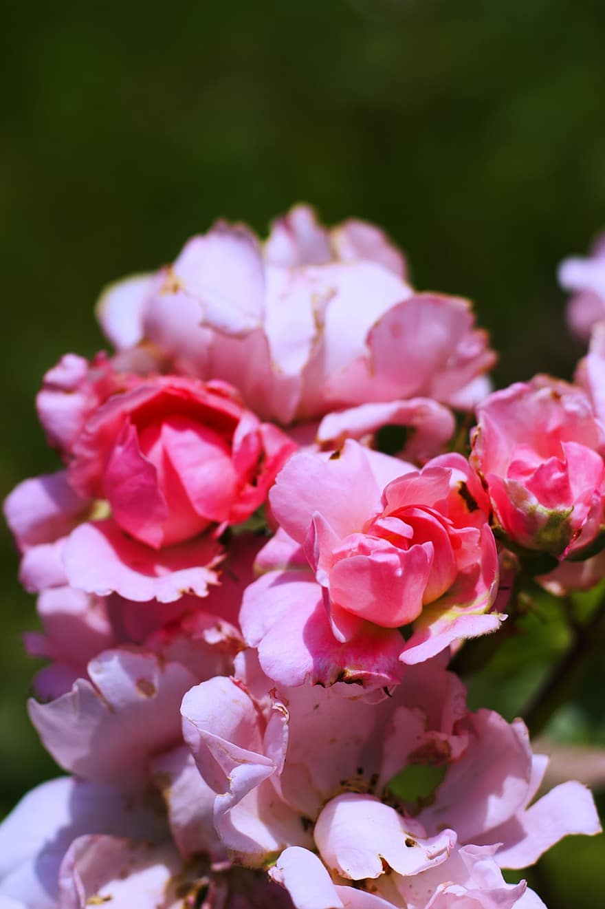 bunga-bunga, berkembang, bunga-bunga merah muda, mekar, kelopak merah muda, flora, pemeliharaan bunga, hortikultura, botani, alam, tanaman