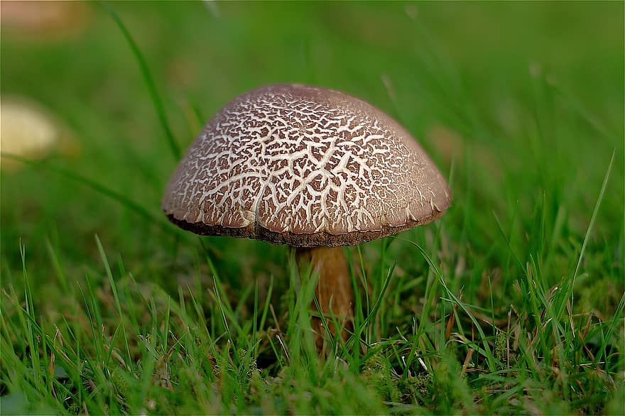 Mushroom, Birch Bolete, Birch Mushroom, Scaber Stalk, Grass, Nature, Close Up, Autumn Mushroom