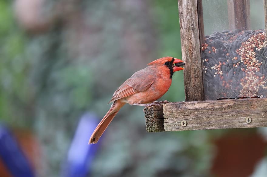 cardinale, uccello, mangiatoia per uccelli, uccello rosso, maschio, uccello canoro, uccello passeriforme, animale, natura, cortile, avvicinamento