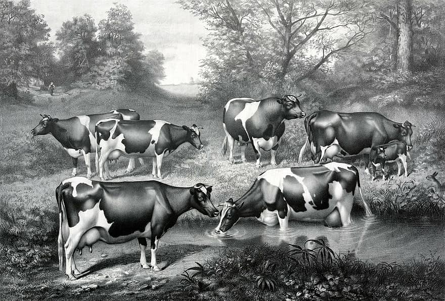 أبقار هولشتاين فريزيان ، أبقار فريزيان ، بقرة ، الأبقار ، الفريزية ، الحلبون ، رعي ، ماء ، الشرب ، مجرى ، المراعي