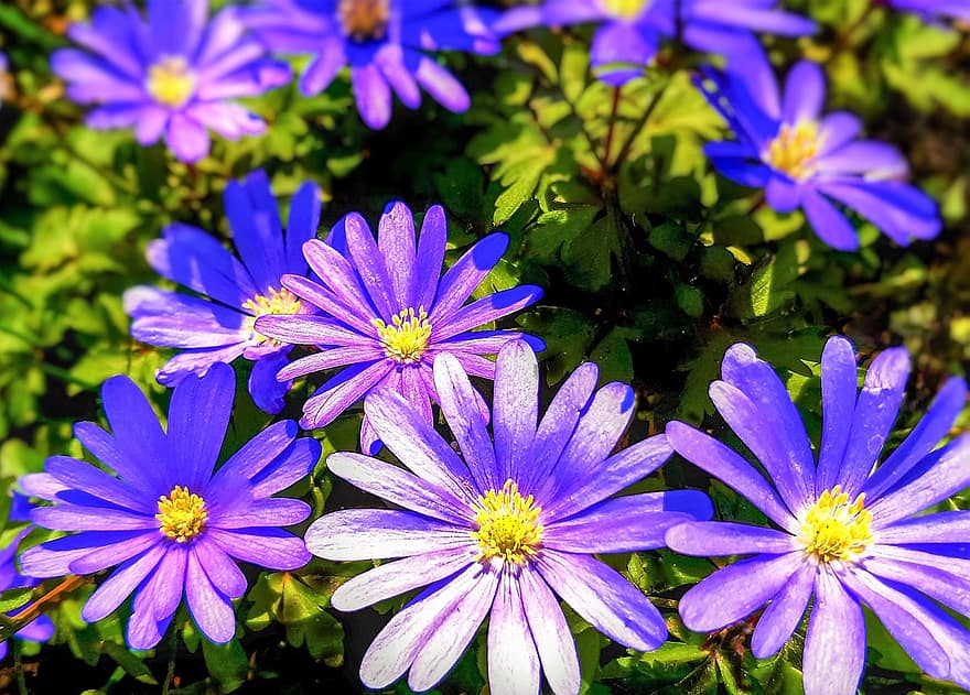 Flowers, Anemones, Plant, Wood Anemone, Spring, Nature, Garden, Blossomed