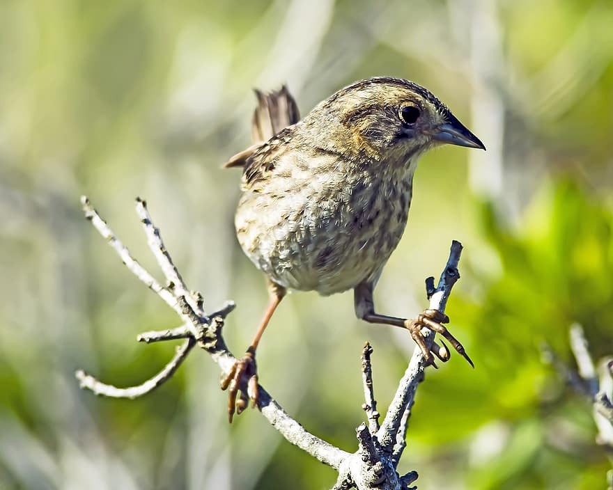 Nelsonin Sparrow, lintu, varpunen, suola, linnun, nokka, sulka, eläimiä, lähikuva, haara, lintujen tarkkailu