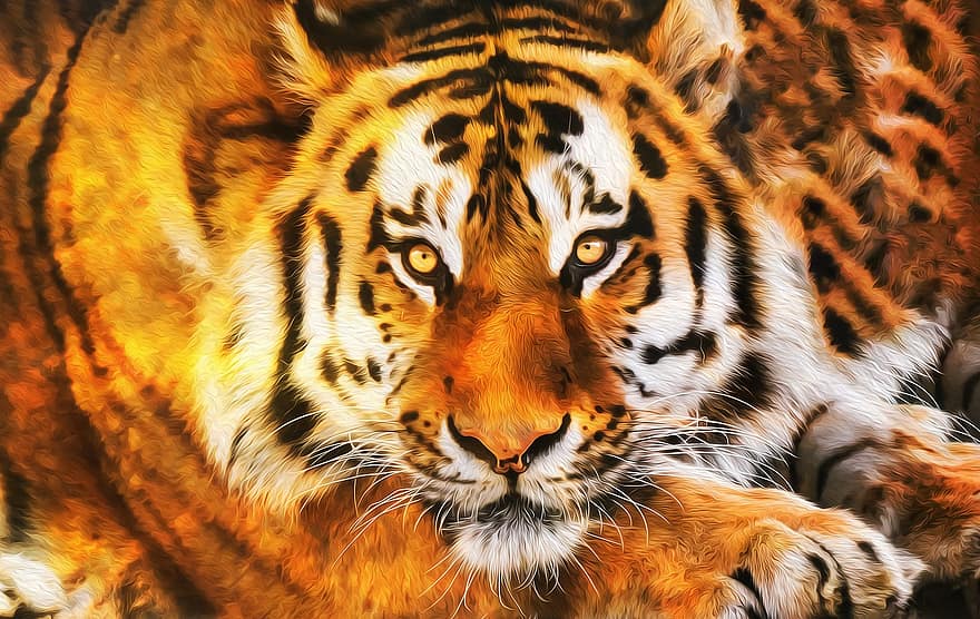 Tigre, rayas, depredador, animal, cazador, animales en la naturaleza, gato no domesticado, felino, Tigre de Bengala, Gato grande, especie en peligro