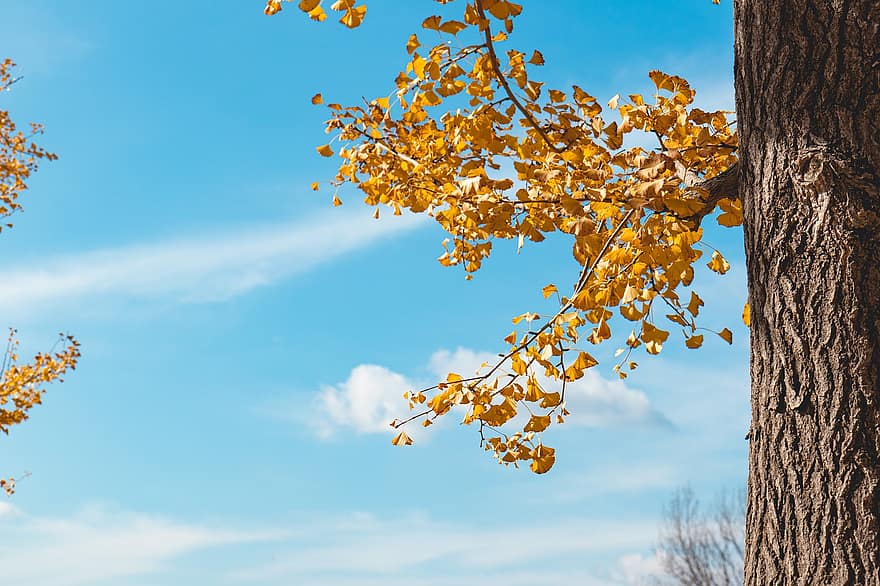 strom, podzim, sezóna, Příroda, venku, Korea, gwangwon-do, list, žlutá, les, větev