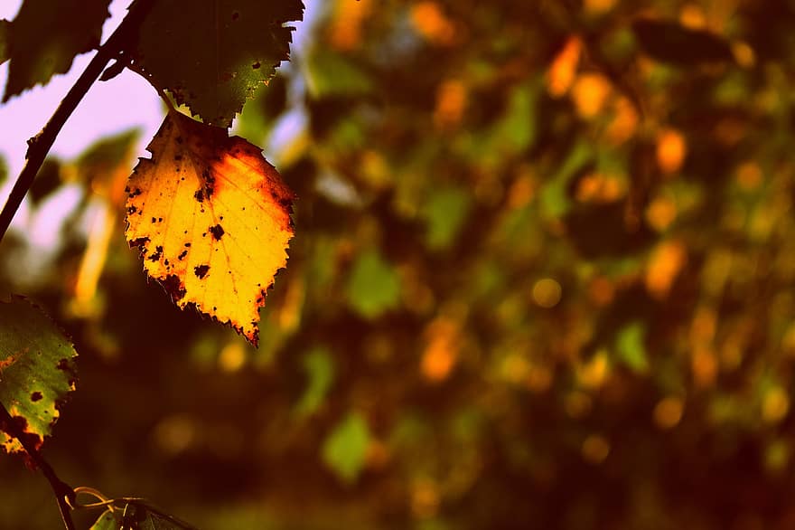бреза дърво, листа от бреза, есен, есенния сезон, природа