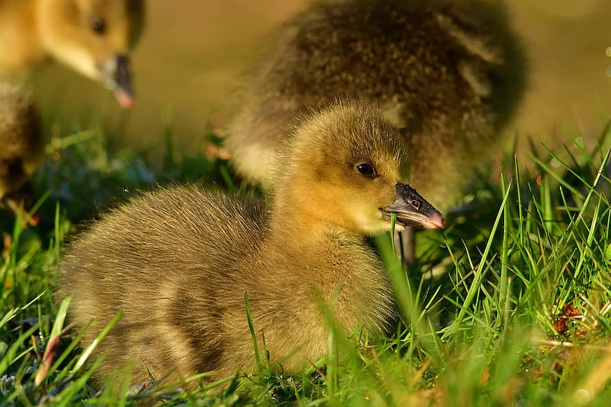 gosling, trẻ, chim, vịt nước, chim nước, ave, avian, điều khiển học, ngắm chim, động vật, hoang vu