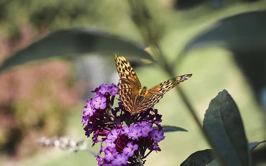 papillon, insecte, la nature, fleurs, fermer, ailes, Rusalka, pollinisation