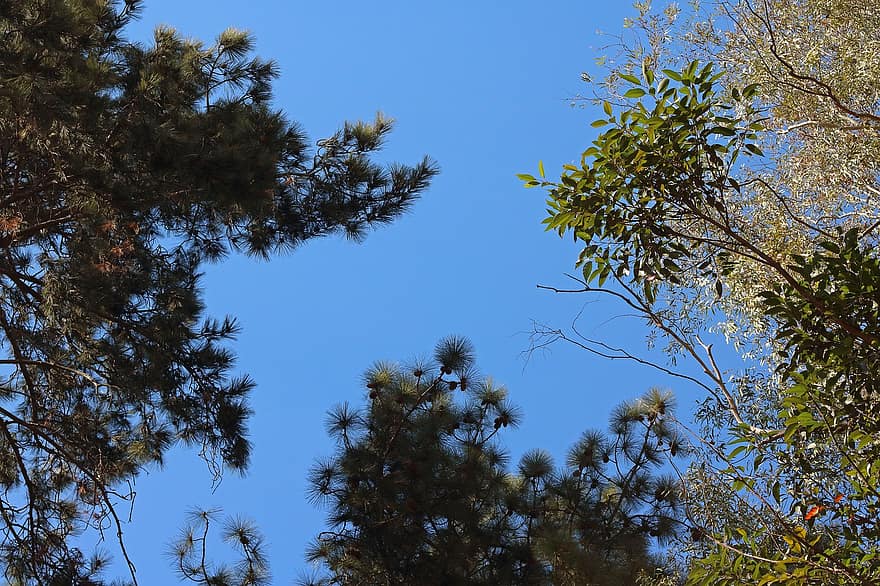 Tree Tops, Canopy, Forest, Trees, Pine Trees, Foliage