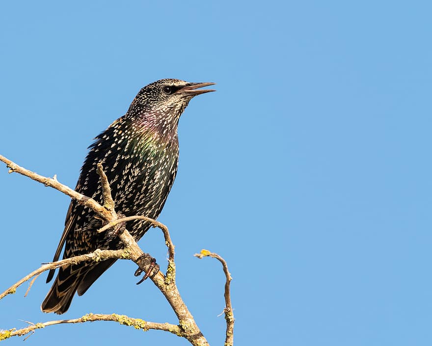 Starling, Bird, Animal, Common Starling, Wildlife, Plumage, Branch, Perched, Ornithology, Birdwatching, Nature