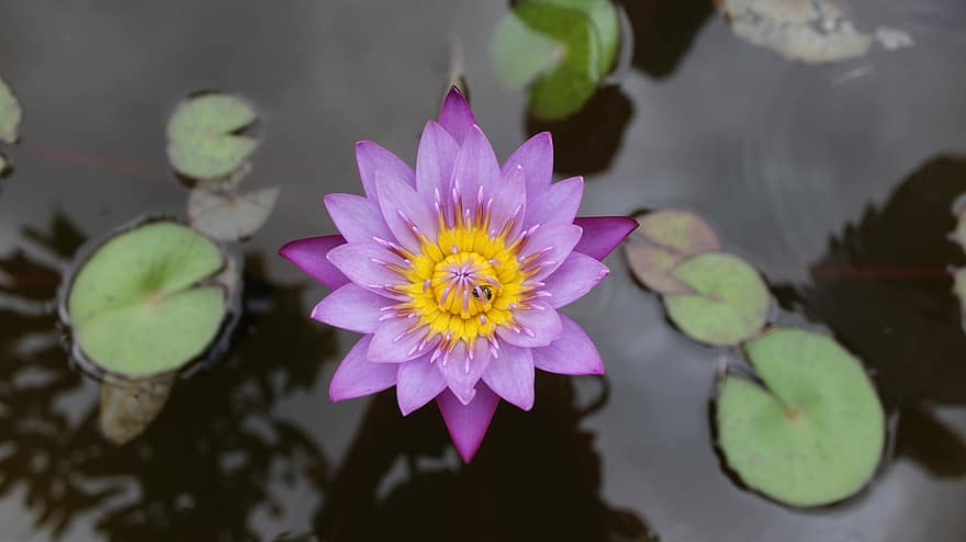 Water Lily, Flower, Plant, Petals, Bloom, Aquatic Plant, Lily Pads, Pond, Nature