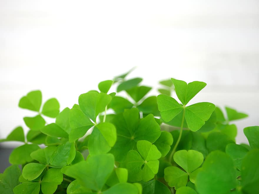 den svatého Patrika, jetel, rostlina, trojlístek, listy, zelená, oxalis, šťastný, irština, Pat's, Paddyho