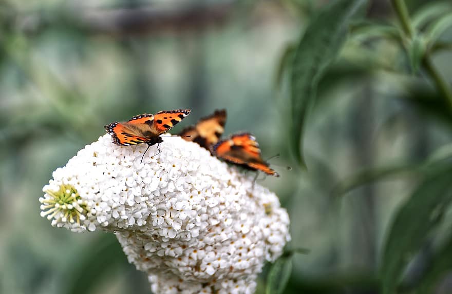 farfalle, Farfalla lilla, piccola volpe, pianta, giardino, nettare, impollinazione
