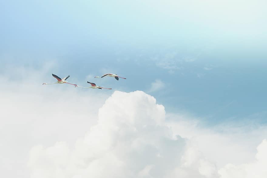 vliegend, vlucht, vogels vliegen, vogelstand, wolken, cloudscape, aviaire