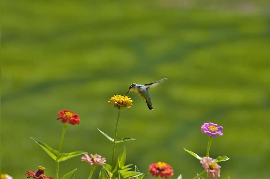 hummingbird, blomster, zinnias, mating, svevende, fargerik, fugl, søt, lang nebb, regning, nebb