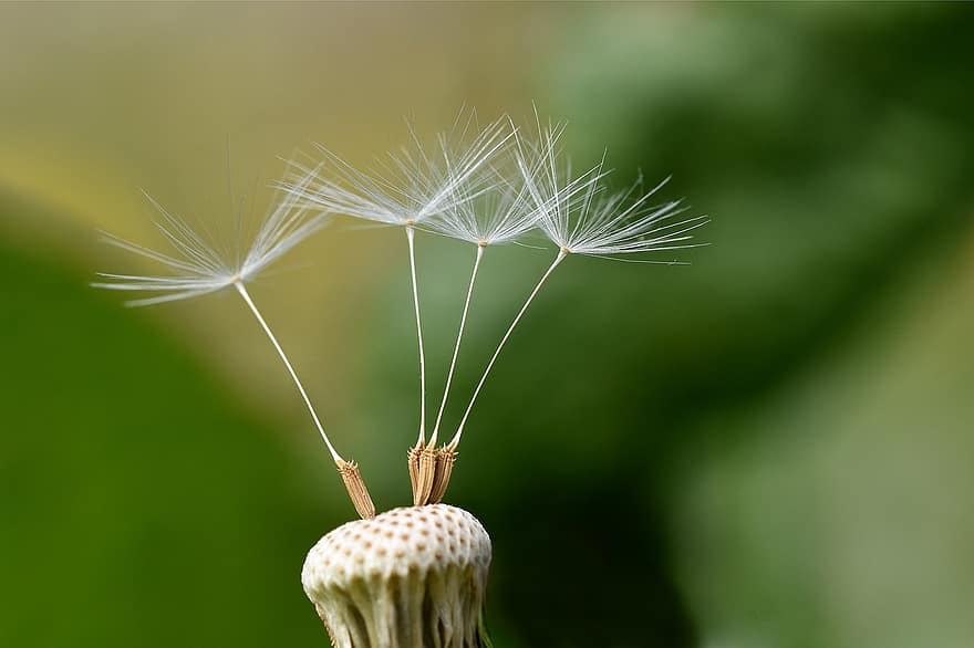Dandelion, Macro, Seeds, Close Up, Pointed Flower, Flying Seeds, Dandelion Seeds