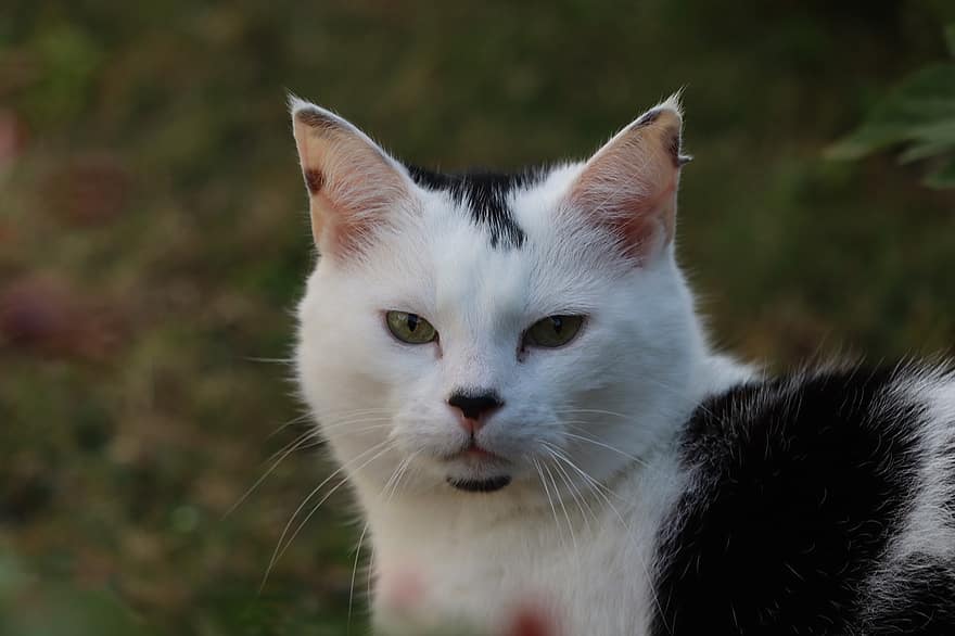 котка, котешки, Черно и бяло, сладък, животно, трева, вътрешен, близък план