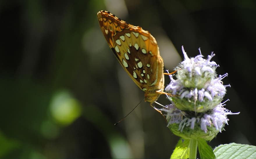 나비, 곤충, 자연, 꽃들, 날개, 동물, 플로라, 봄, 수분, 정원, 꽃