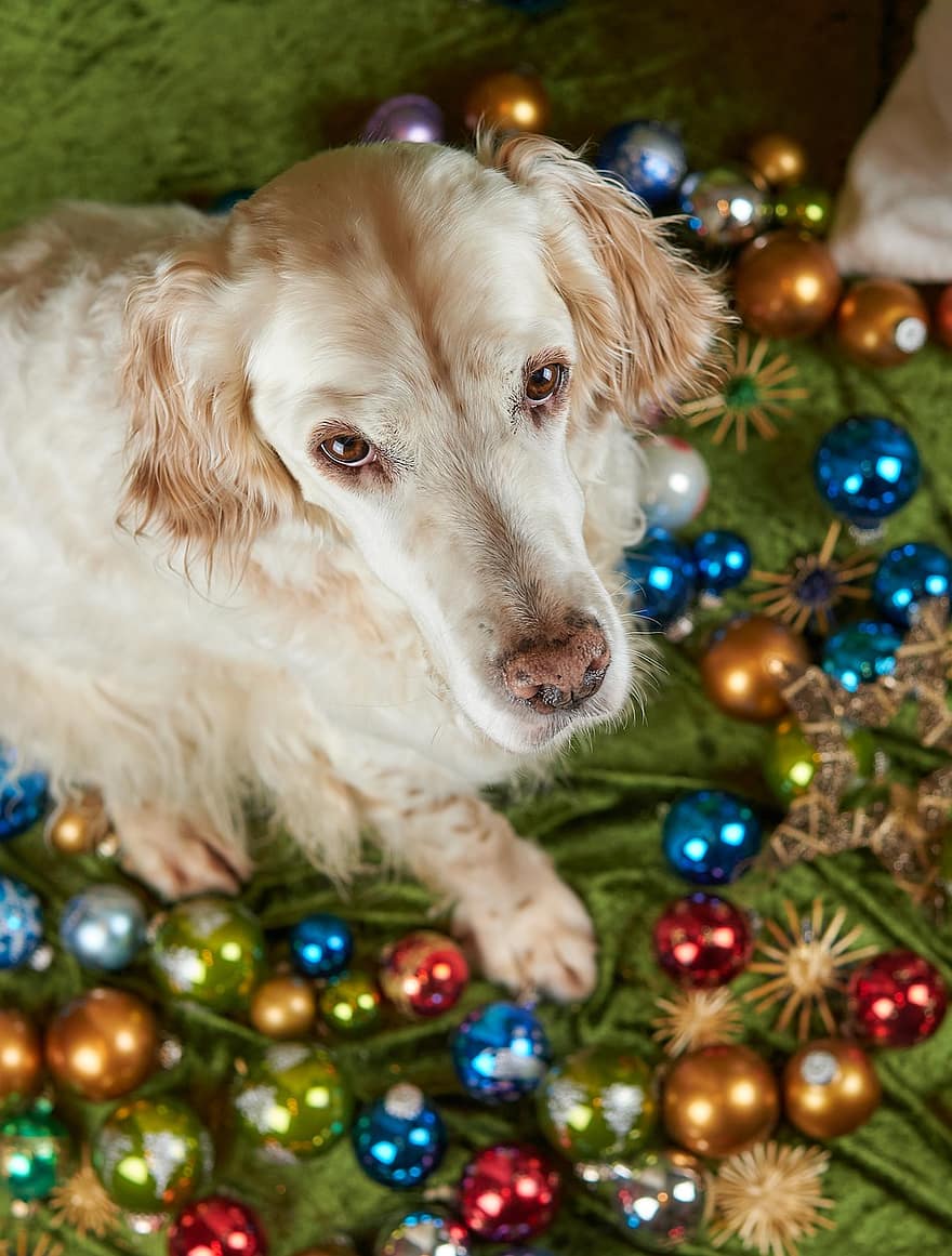 pies, zwierzę domowe, psi, zwierzę, uroczysty, świąteczne bombki, futro, Boże Narodzenie, pysk, ssak, pies portret