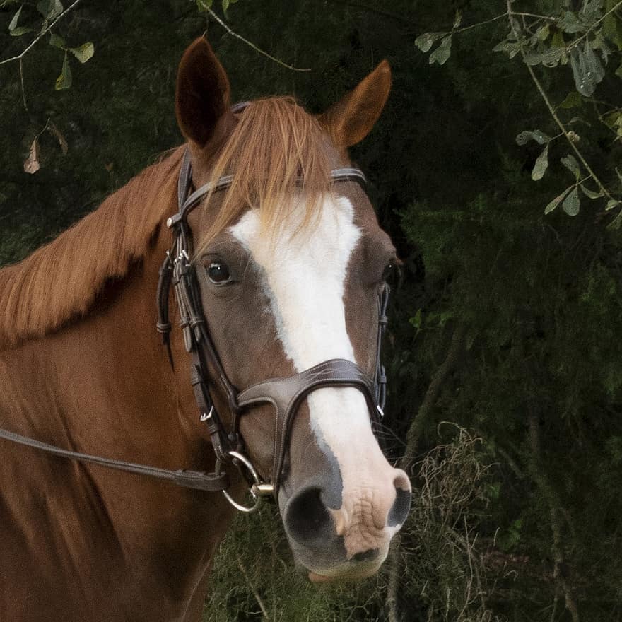 Horse, Head, Bridle, Animal, Brown Horse, Quarter Pony, Quarter Horse Pony, Equine, Mammal, Portrait