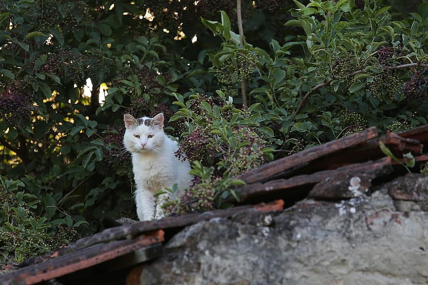 Biały kot na dachu, Obserwujący fotograf, krajowy, zwierzę domowe, kotek, wieczór, Natura