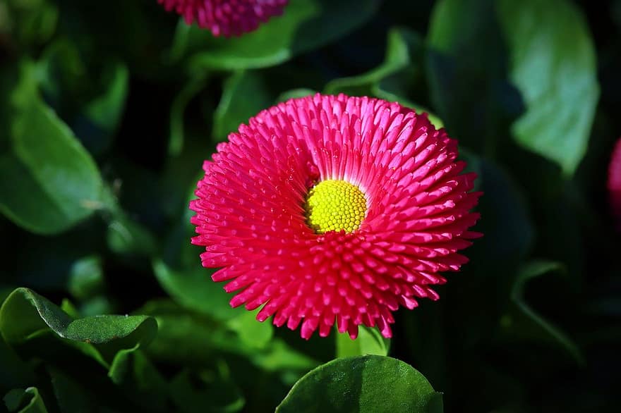 Flower, Red Aster, Pink Flower, Blossom, Bloom, Nature, Spring, Close Up, Plant, close-up, summer