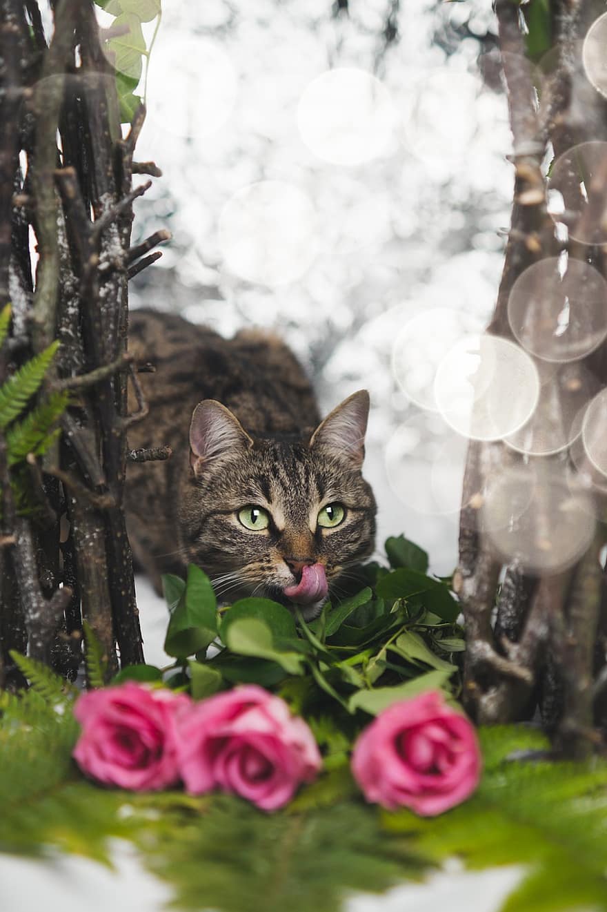 Γάτα, κατοικίδιο ζώο, ζώο, τριαντάφυλλα, bokeh, φύση, οικιακή γάτα, τα κατοικίδια ζώα, χαριτωμένος, γατάκι, αιλουροειδής