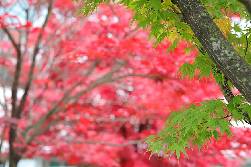 秋、木、紅葉、葉、自然、秋の季節、シーズン、工場、森林、ブランチ、カエデ