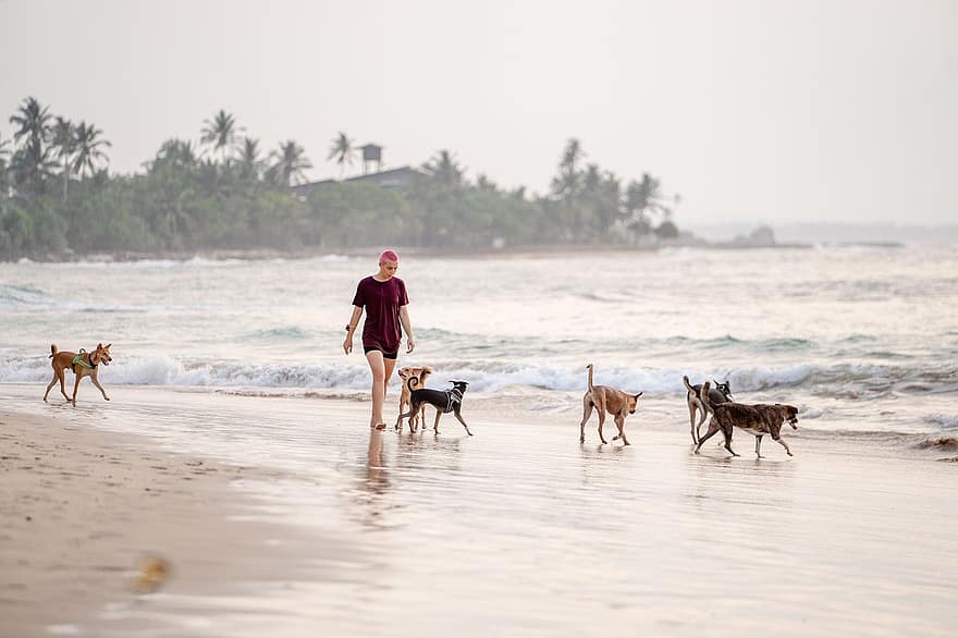 日没、女性、犬、島、ビーチを歩く、自然、ビーチ、海洋、バックグラウンド、パラダイス、風景