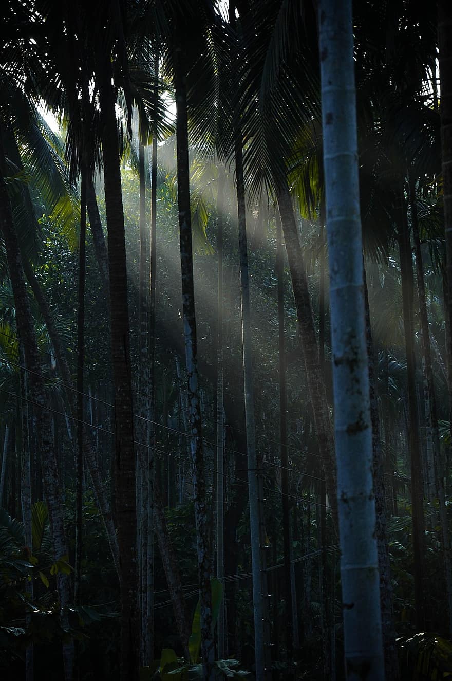 朝、森林、太陽光線、太陽の光、森の中、ジャングル、自然、日光、インド、木、葉