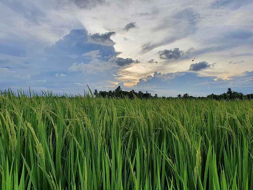 risväxt, risfält, thailand, natur