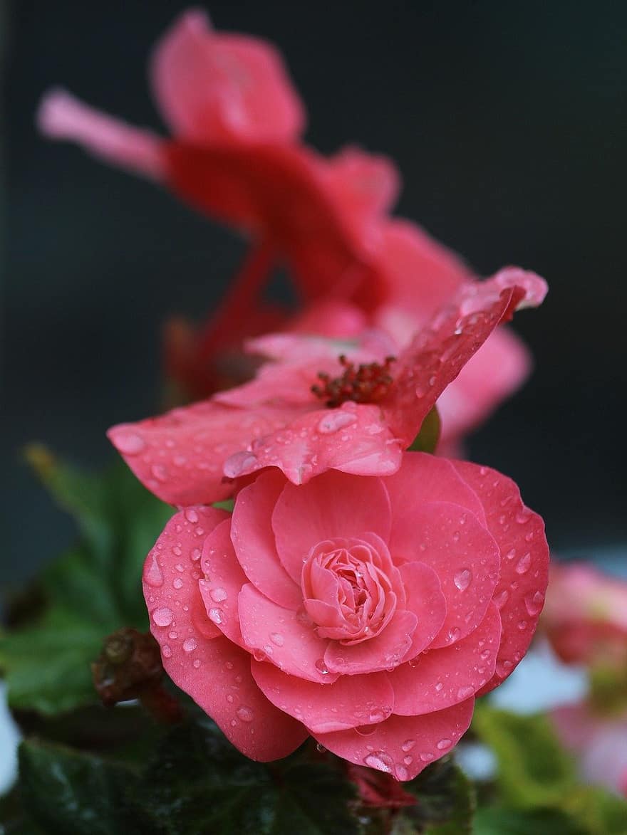 kamélie, květiny, rosa
