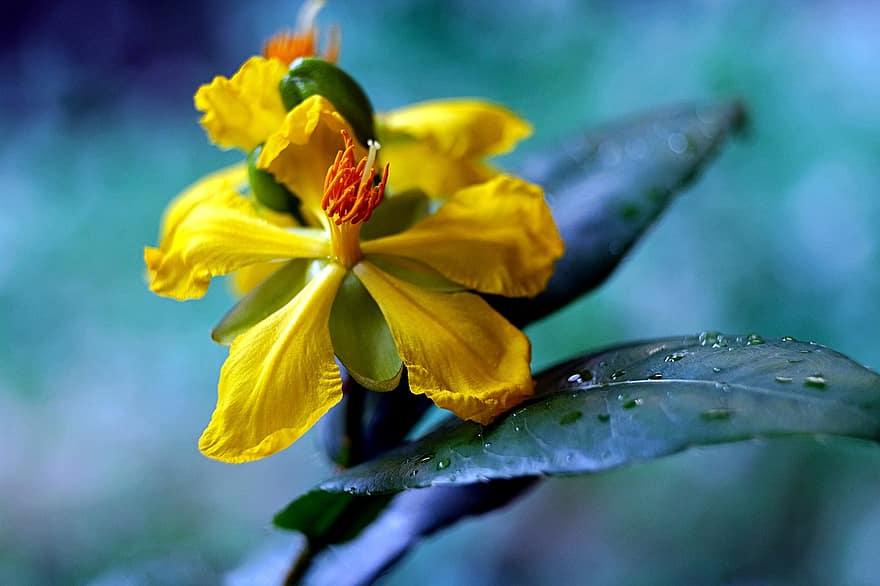 жълт кантарион, цвете, растение, жълто цвете, листенца, разцвет, флора, природа, едър план, листо, жълт