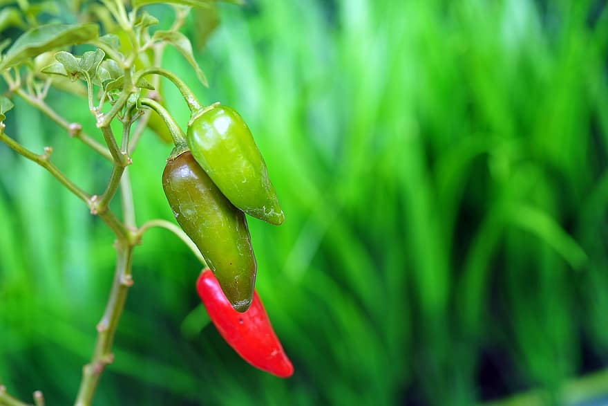 Chilli, Spice, Hot, Organic, Vegetable, leaf, green color, plant, freshness, close-up, growth