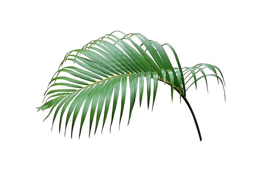 palma, hoja, tropical, planta, naturaleza, árbol, exótico, Coco, botánica, fronda, verano