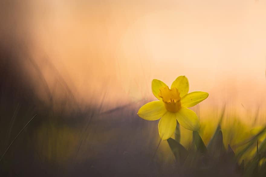narcis, žlutý květ, louka, jaro, květ, flóra, rostlina, Příroda, krajina, letní, detail