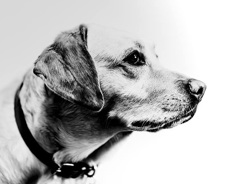 犬、ペット、肖像画、黒と白、動物、飼い犬、犬歯、哺乳類、可愛い、可愛らしい、国内の