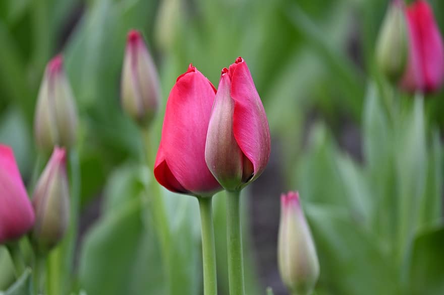 bông hoa, Hoa tulip, mùa xuân, hoa, thực vật học, sự phát triển, hoa tulip, cây, đầu hoa, cánh hoa, cận cảnh