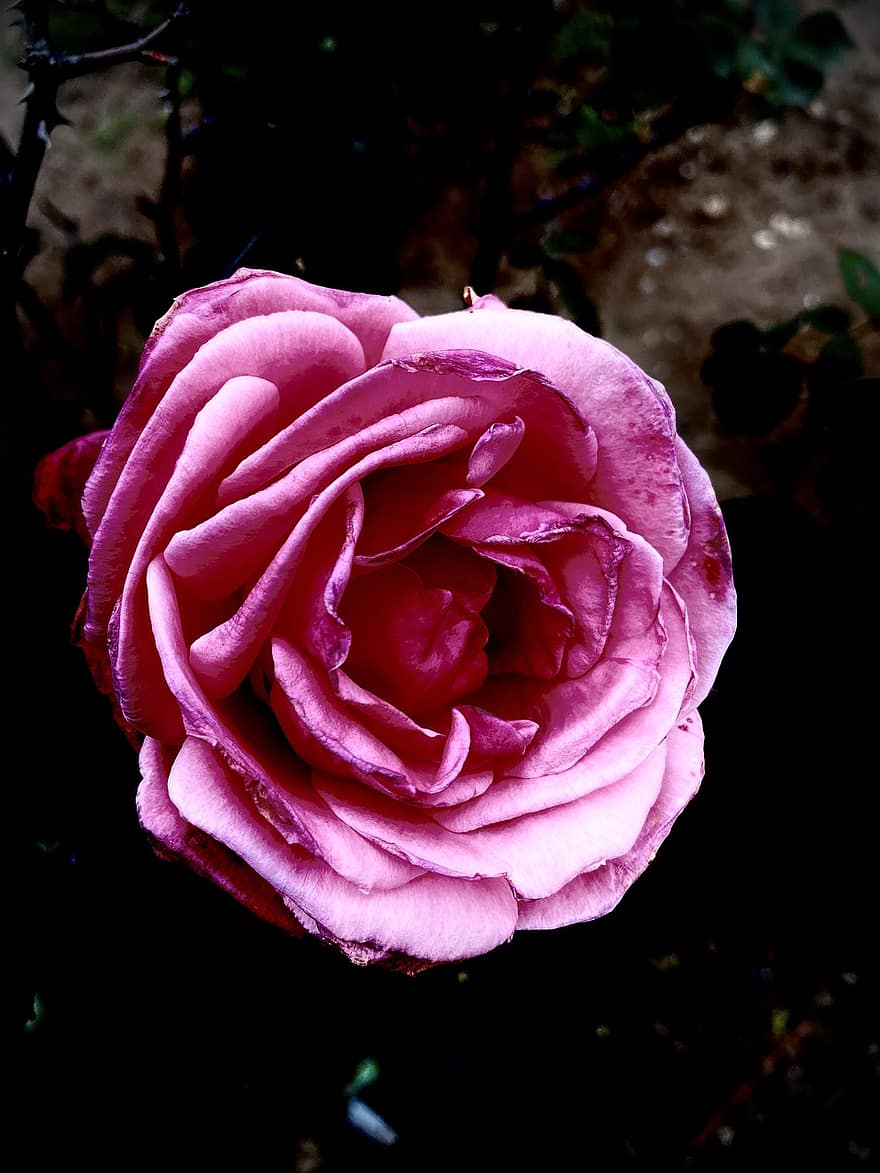rosa, rosa Rosa, fiore rosa, fiore, natura, flora, giardino, petalo, avvicinamento, pianta, foglia