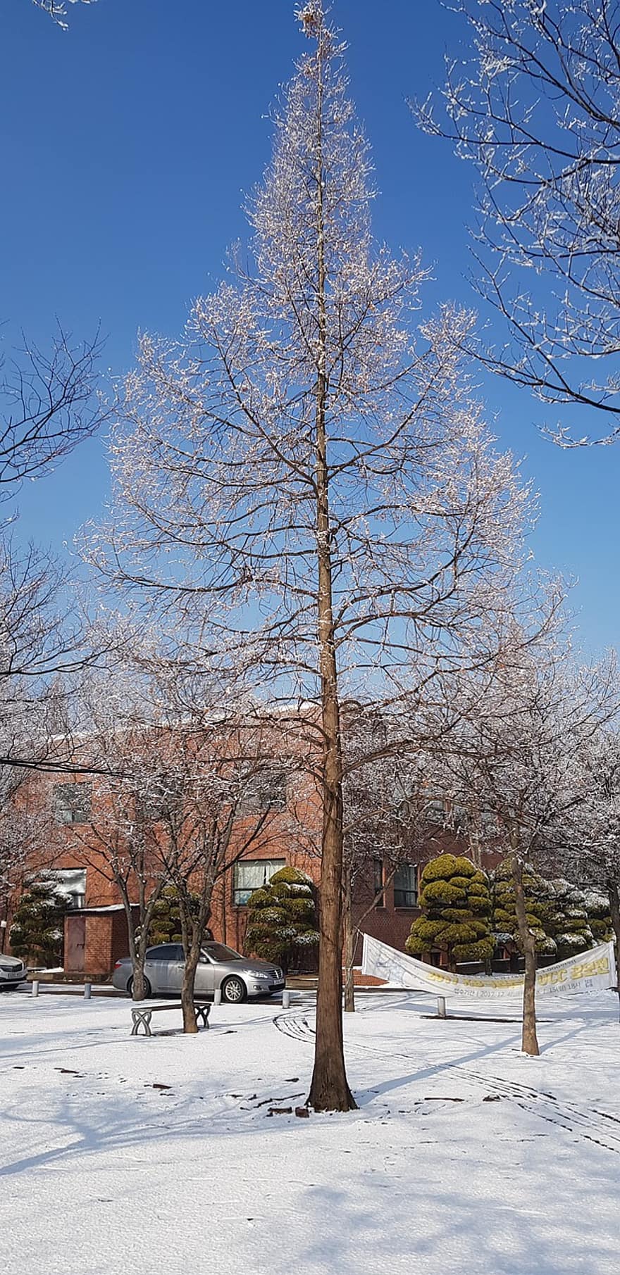 strom, zimní, sezóna, sníh, hwaseong, Korea, modrý, větev, venkovské scény, krajina, les